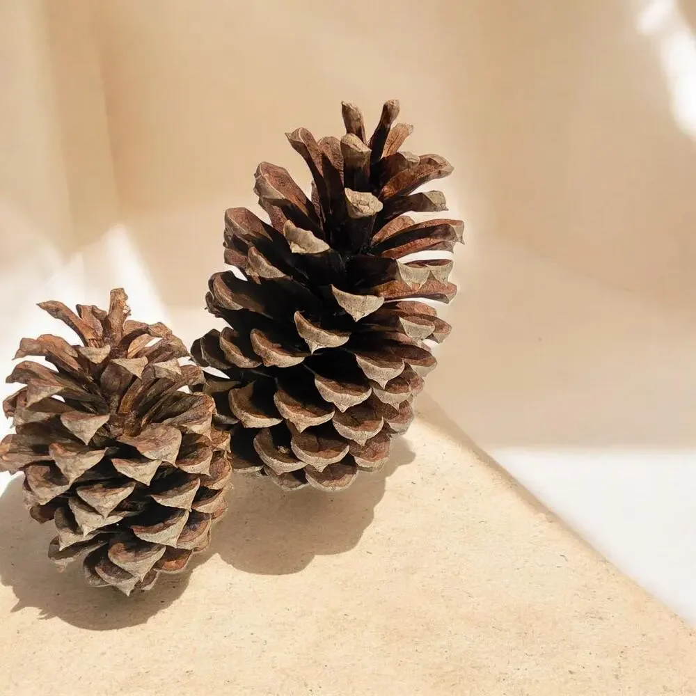 20 Longleaf Pinecone for Crafting Home Decor 2